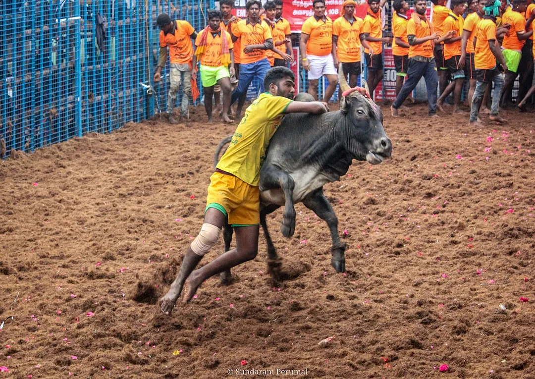 Jallikattu it's traditional game of south india.