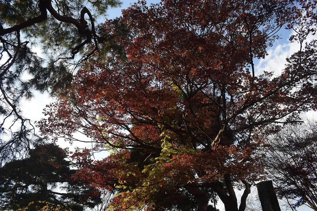 View of the Japanese garden in Maebashi Park, Japan