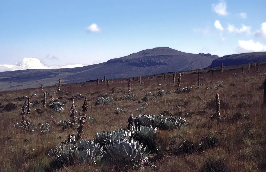 Senecio and lobelia on Mount KenyaMount Kenya