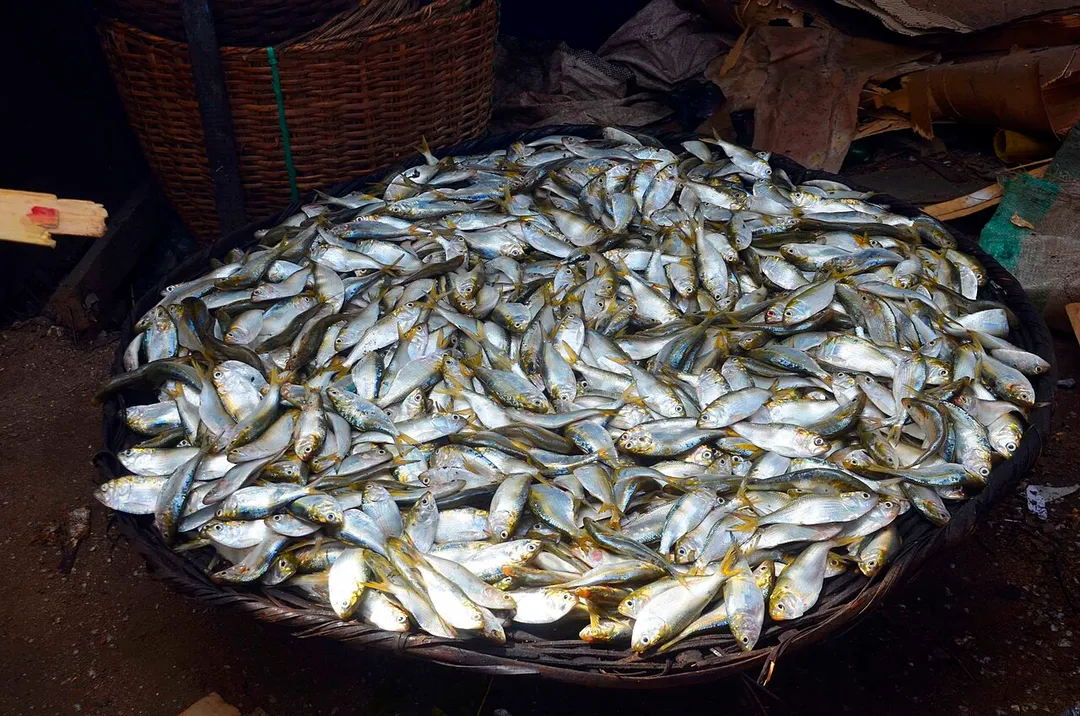 About to roast makoko