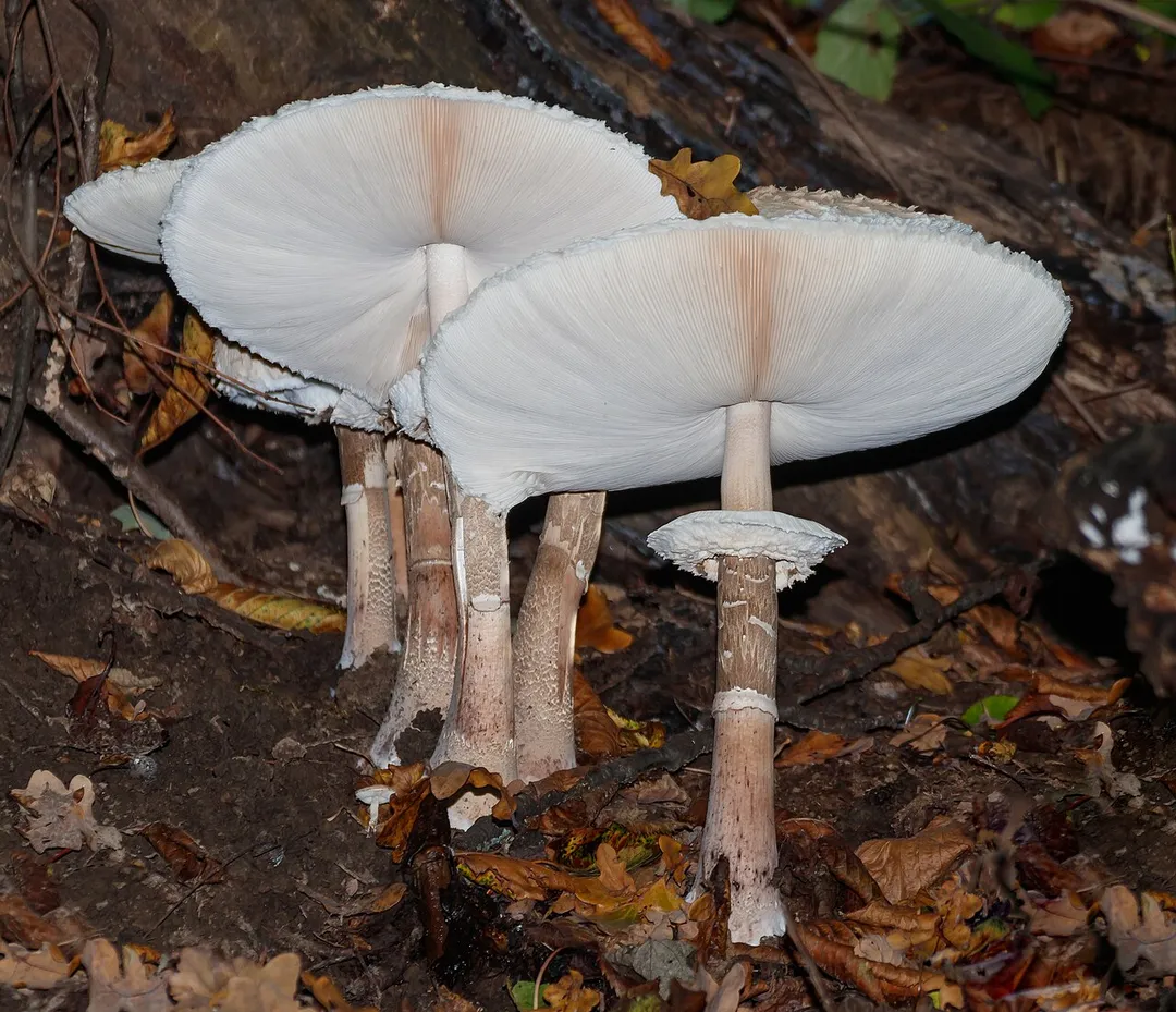 Macrolepiota procera (Scop.) Singer 1948, Parasol mushroom; Malsch, District of Karlsruhe.