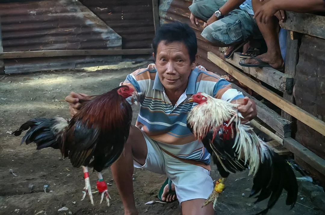 Bulacao, Cebu City, Philippines: Referee Marcelino presenting the winner and the loser of this round of the tournament. At this rare occasion, both roasters survived the fight
