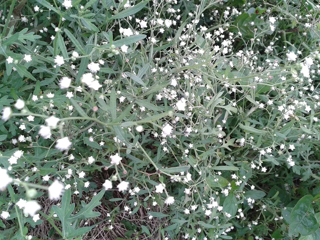 Botanical name - Parthenium hysterophorus
Common name - Whitetop Weed
Nativity : America
It was brought as a contaminant to India in imported wheat ; Triggers allergies ; causes dermatitis and respiratory malfunction in humans, dermatitis in cattle and domestic animals ;
Decoction is used as a flea-repellent).
Shot at Maraimalainagar (Chennai – 603209, Tamilnadu,India); 12.7846° N,
80.0254° E . ; 55 m above sea level;l 47 km from Chennai Beach.