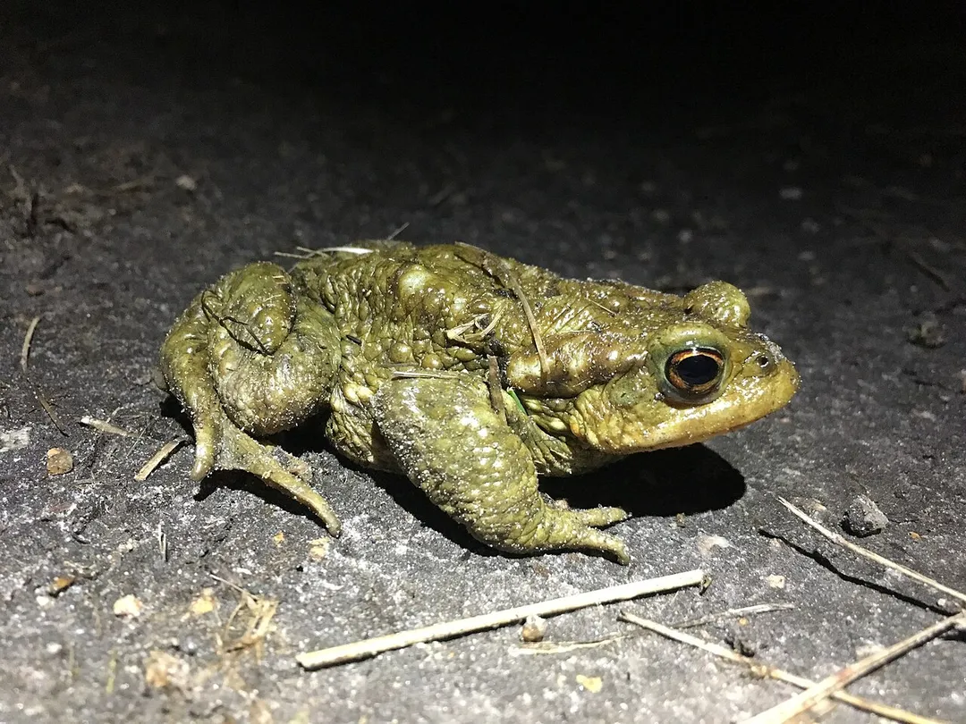 Spiny Toad (Bufo spinosus)
