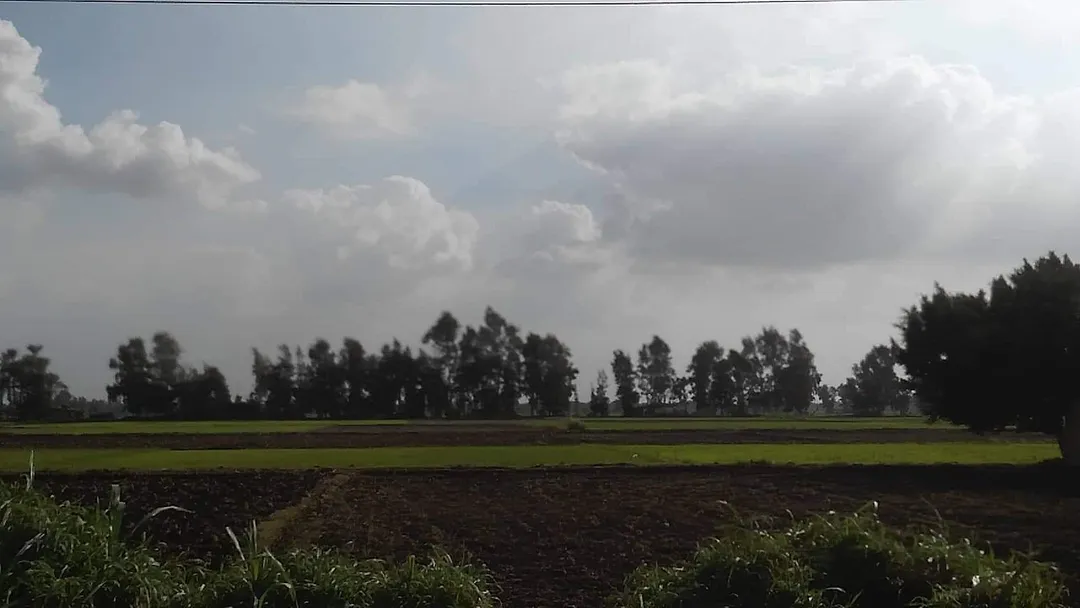 The farms around diarb negm town ,al sharqeia , egypt