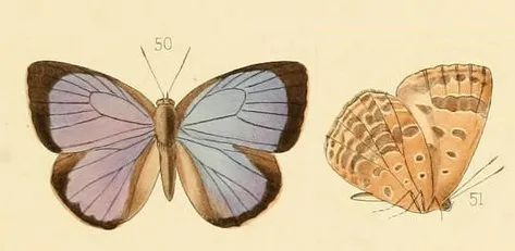 Arhopala asopia, male, from original description by Hewitson, [1869], Burma, Moulmein.