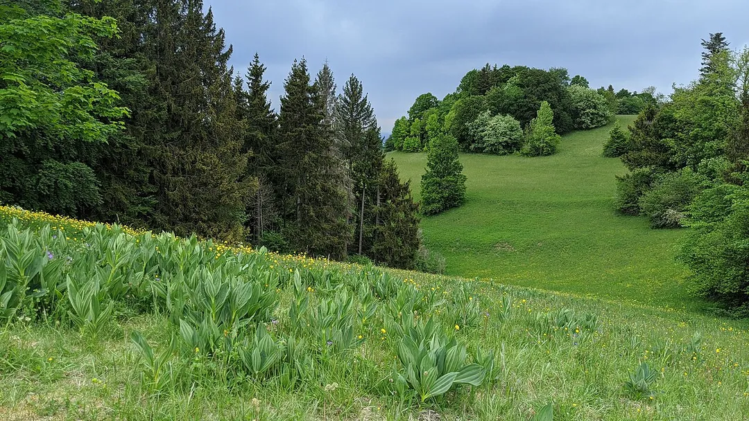 Naturschutzgebiet Hülenbuchwiesen im Zollernalbkreis