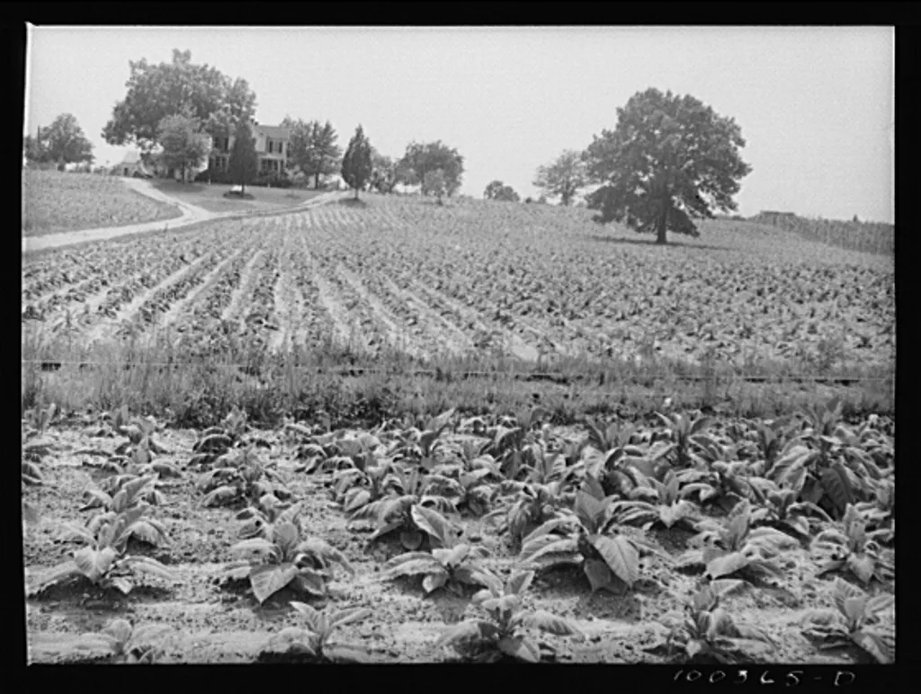 Title: Mechanicsville (vicinity), St. Mary's County, Maryland. Tobacco field on a farm