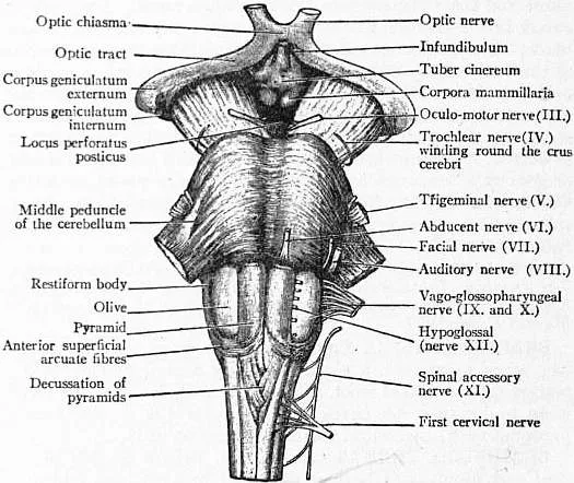 Brain, Front View of the Medulla, Pons and Mesencephalon of a full-time Human Foetus