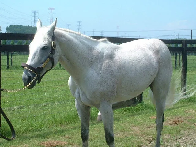 A racehorse named Mejiro McQueen (* April 3rd 1987, † April 3rd 2006), at the Shadai Stallion Station in Hayakita town(since 2006, Abira town), Hokkaido, Japan