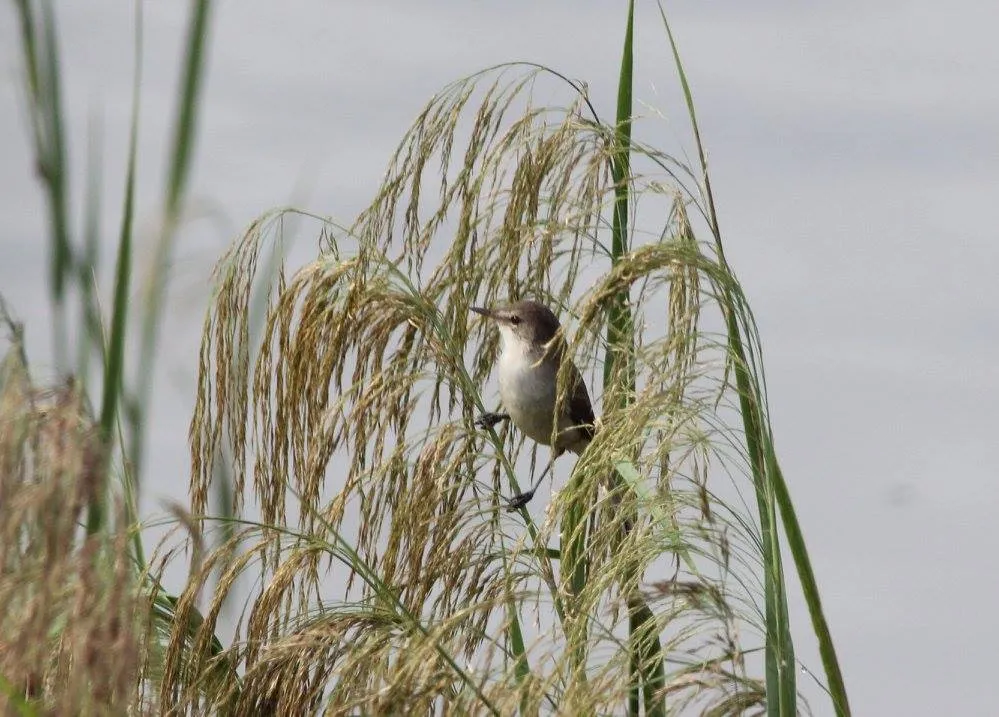 Race ansorgei of the Greater swamp warbler at Menongue, Angola