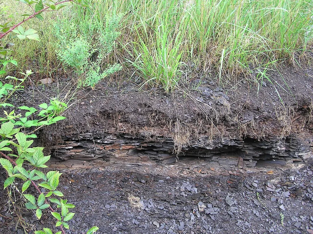 Oil Shale Pit, Grube Messel, Tertiary, Eocene, Germany