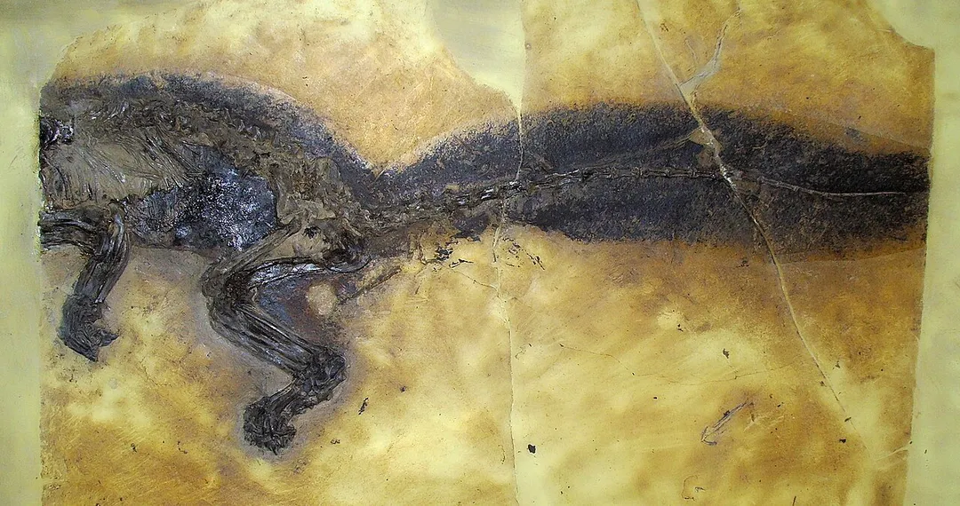 Kopidodon macrognatus. Archivnummer: SMF ME 11287 (A–E). Ort der Verwahrung: Senckenberg Forschungsinstitut und Naturmuseum, Abteilung Messelforschung, Frankfurt am Main, Germany. Alter: ca. 47 Mio. Jahre. Fundort: UNESCO Weltnaturerbe Grube Messel bei Darmstadt. Fund der Senckenberg-Grabung 2007.
