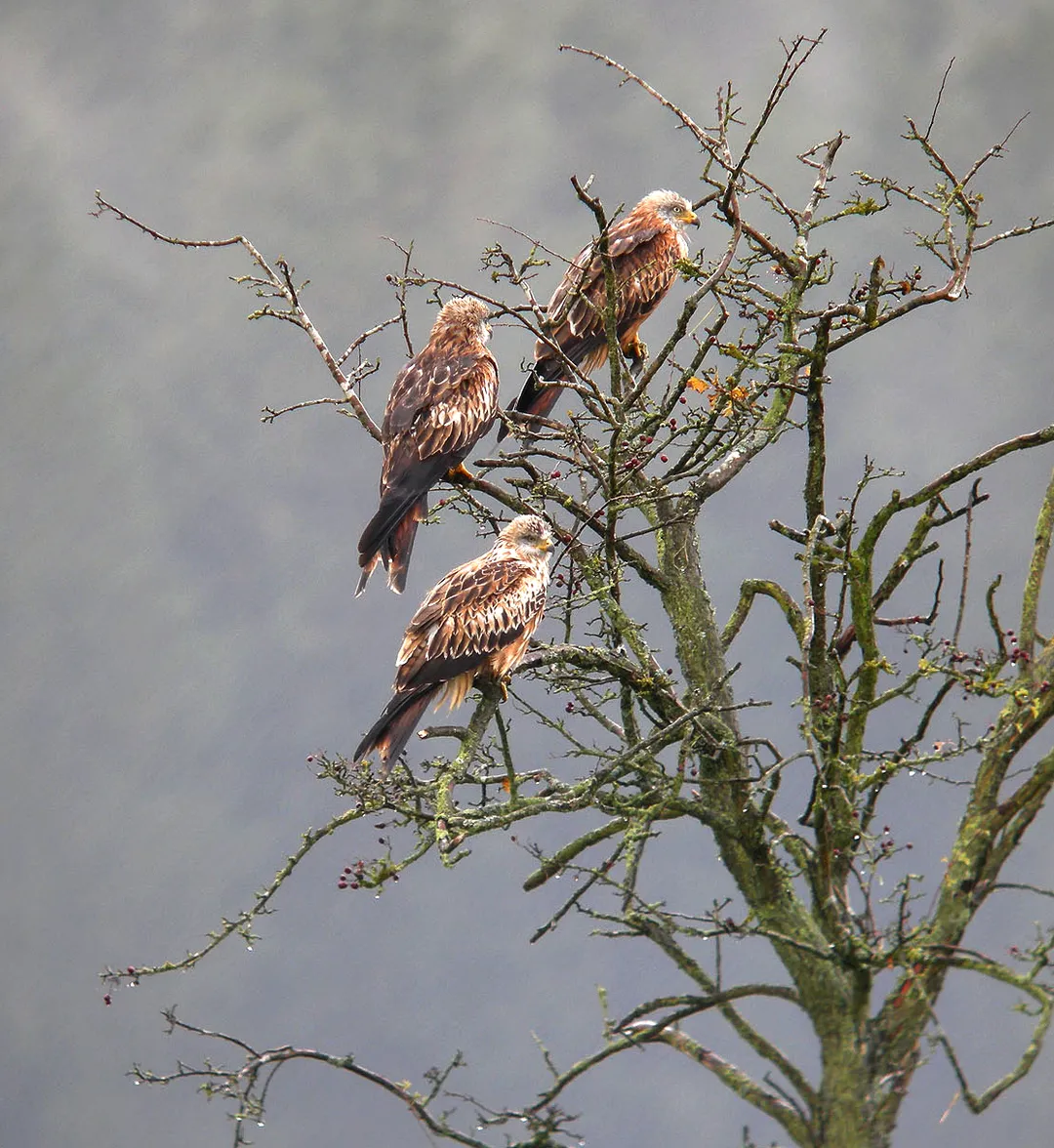 Milvus milvus, Meyerode, Belgium