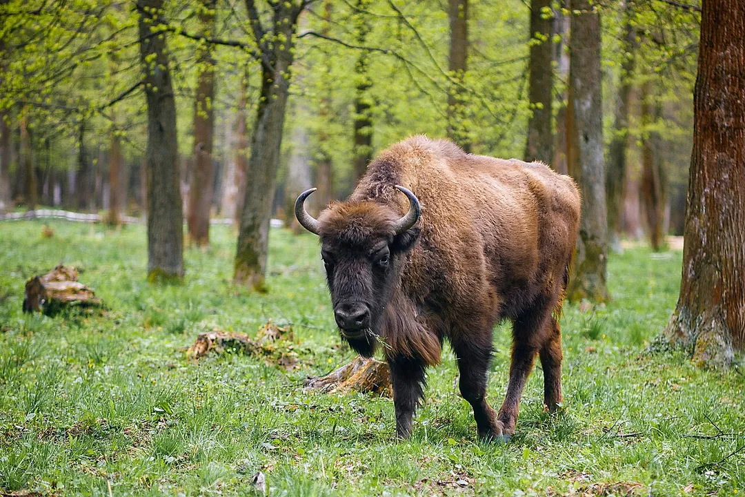 Bison bonasus in Central Russian Bisons nursery