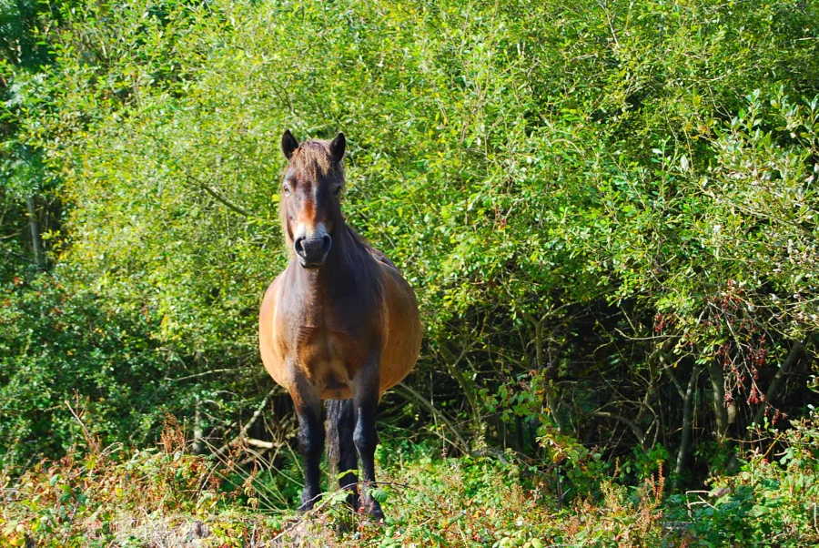 One of the wild Exmoor ponies on North Hill near Minehead.