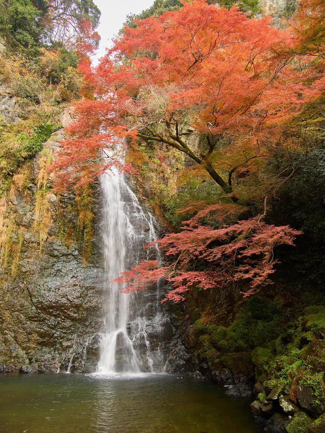 Minoh Falls, framed by Japanese maple trees in autumn foliage.