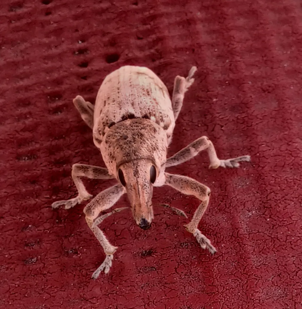 Unidentified weevil on a rooftop in Mislata, Valencia, Spain.