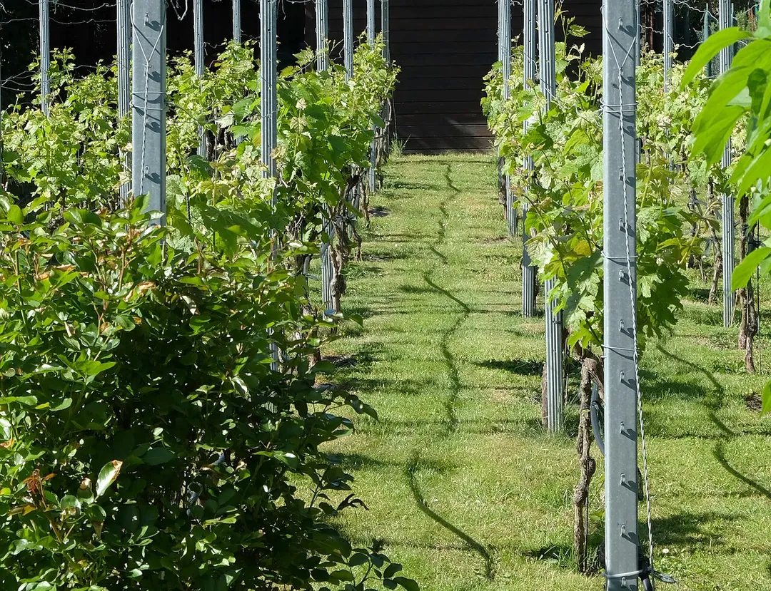 Very small vineyard of the Mittenwalde local museum in May. Dahme-Spreewald districk, Brandenburg, Germany