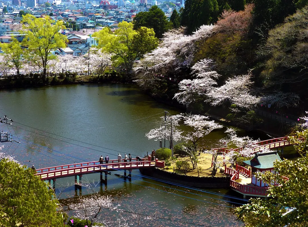 千葉県茂原市にある茂原公園の池を取り巻く桜並木。