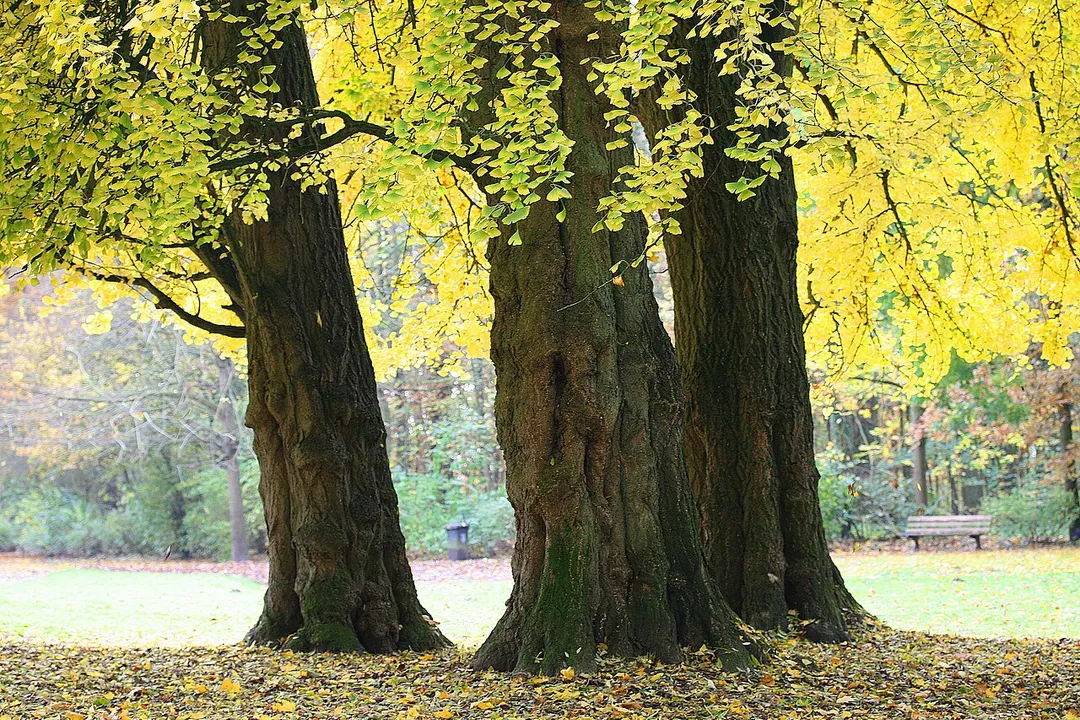 Ginkgo biloba also known as Maidenhair Tree.