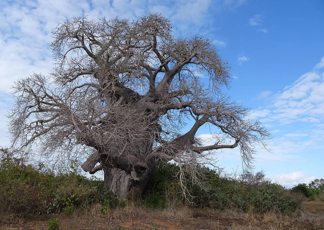 Baobab - Mossuril