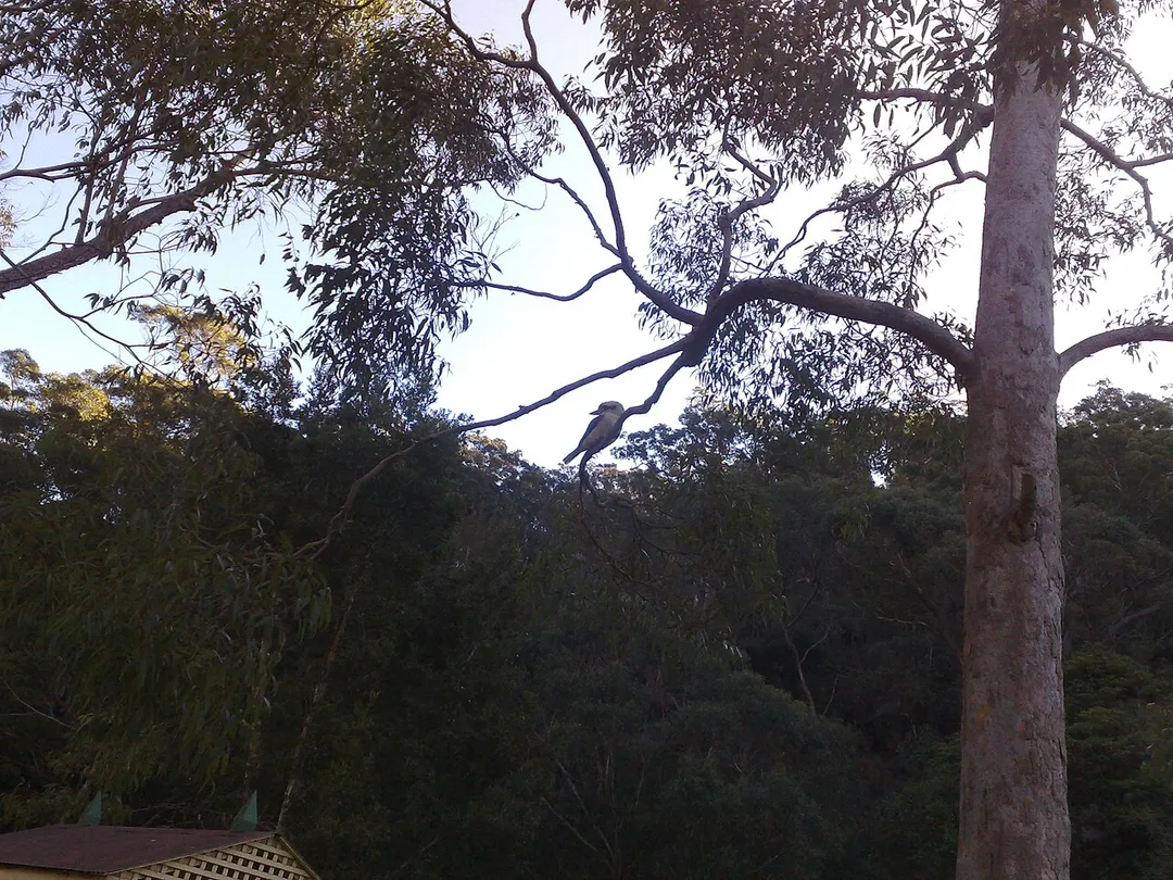 Mount Colah NSW 2079, Australia