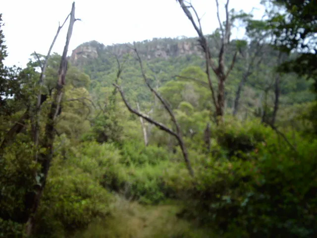 East cliff of Mt Keira summit plateau seen from Ring Track where it meets Mt Keira Road