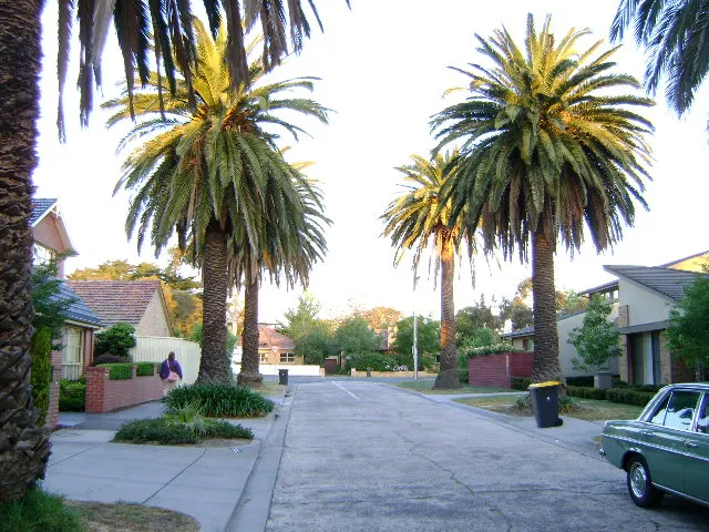 Canary Island Date Palms planted on Sherwood Road, Mount Waverley, Victoria, Australia