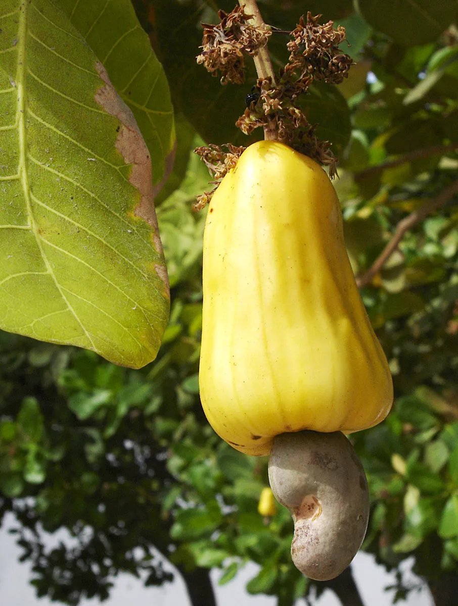 A cashew fruit and accessory fruit in the town of Prainha near Fortaleza, Ceará, Brazil.