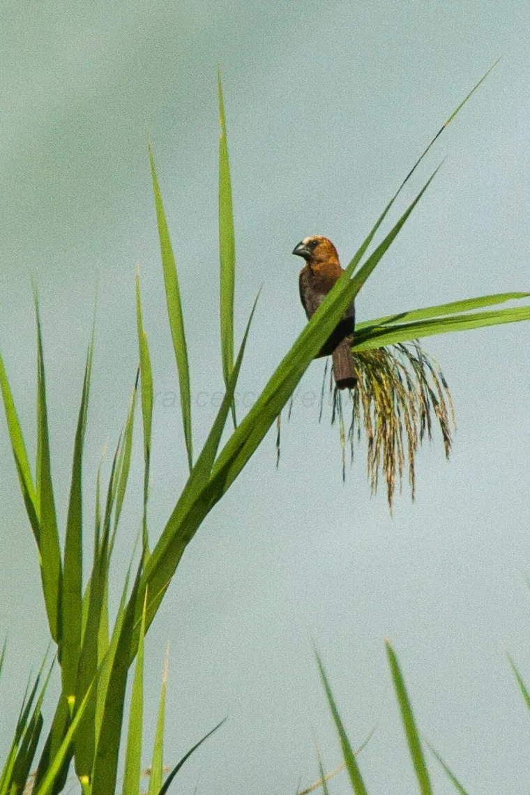 Grosbeak Weaver - Mumias _ Kenya 06_2243