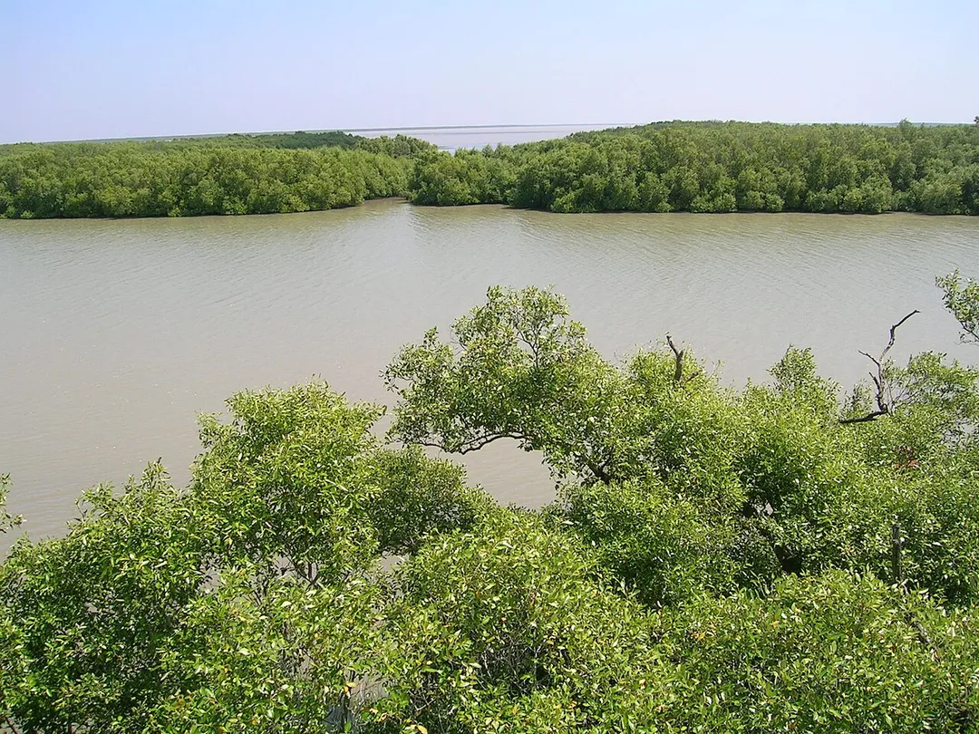Mangrove island, Muthupet, Tamil Nadu