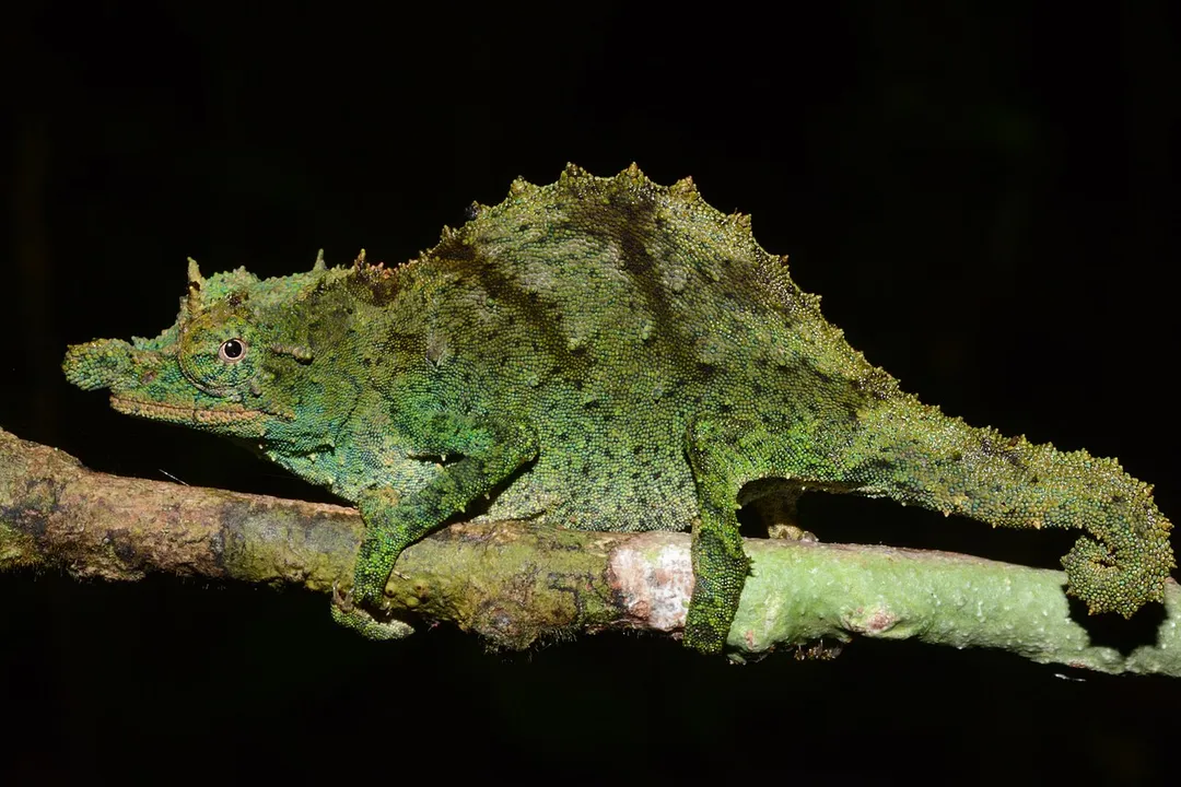 Nguru pygmy chameleon (Rhampholeon acuminatus) in Mvomero, Morogoro, Tanzania