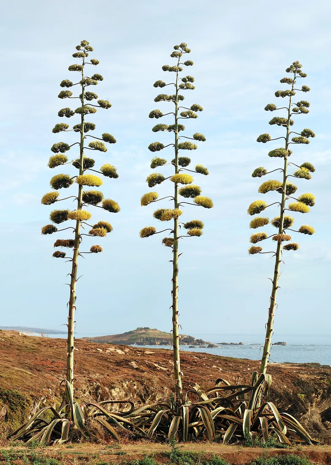 Agave americana in bloom. Porto Covo, Portugal