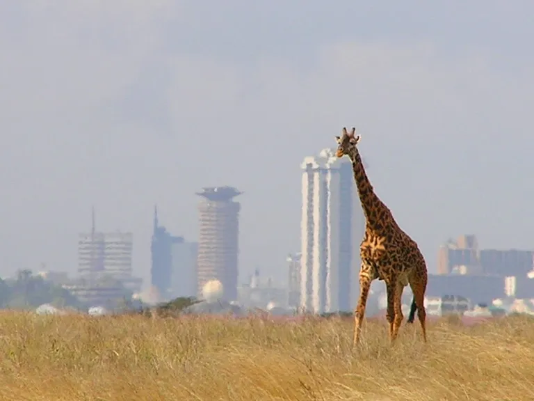 A lone giraffe in Nairobi National Park.