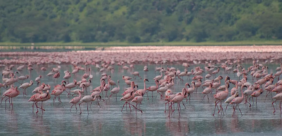 Lesser Flamingos on Lake Nakuru, Lake Nakuru National Park, Kenya