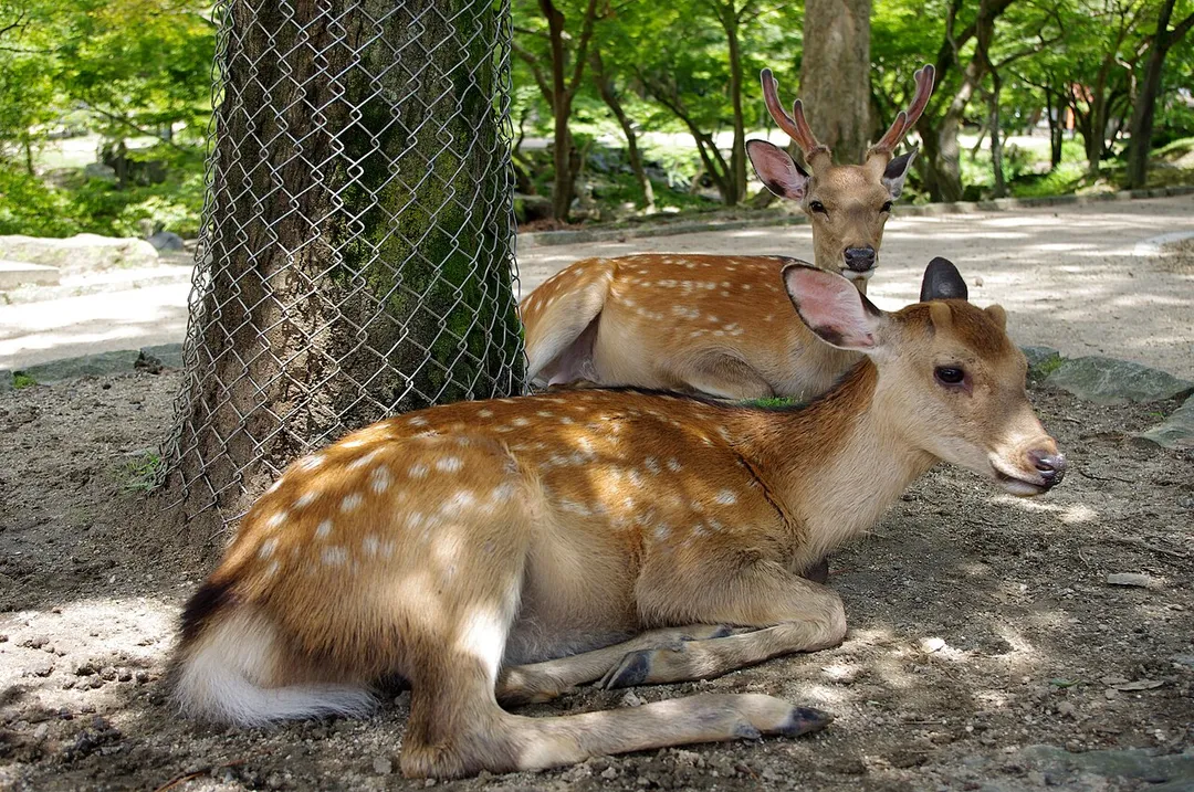 Sika deer in the town of Nara