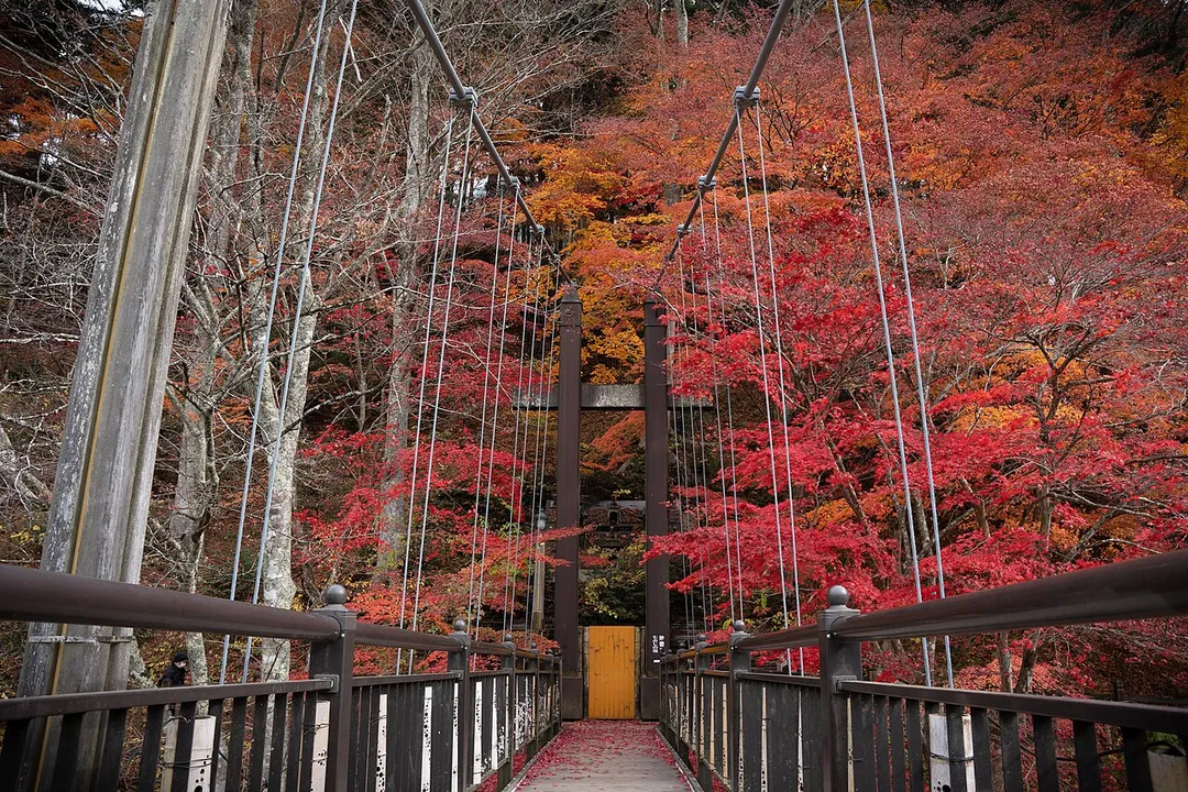紅の吊橋