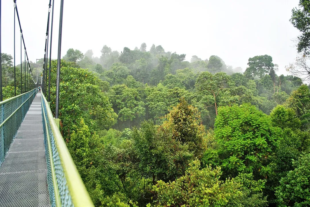 HSBC TreeTop Walk