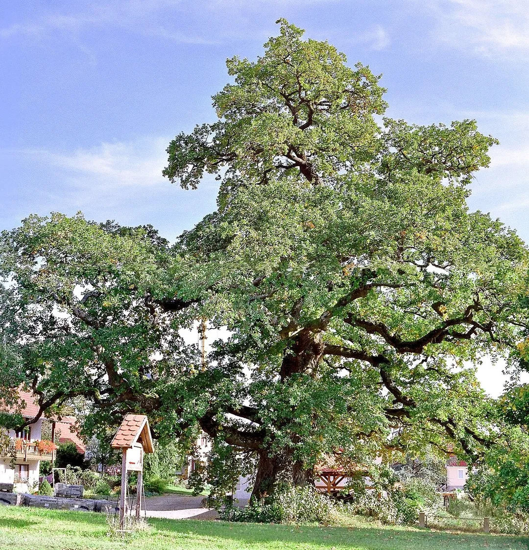 Die Eiche am Emmertshof, eine alte Stieleiche (Quercus robur) in Neuenstein (Hohenlohe)