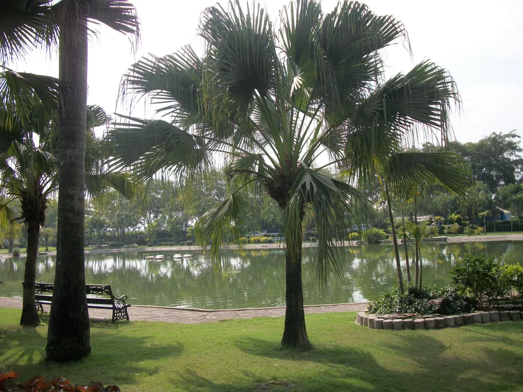 สวนสาธารณะหนองจอก Nongchock Park