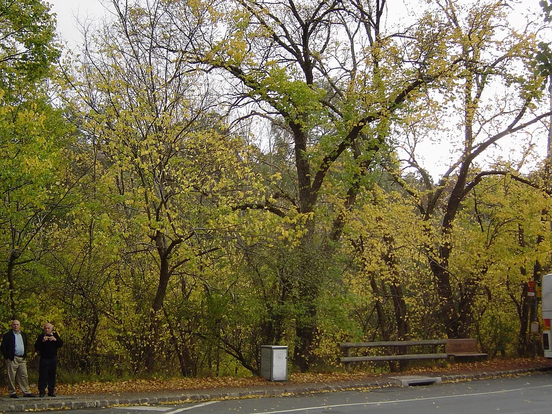 Some European trees allongside the main street in Warrandyte during autumn.
Image taken by me in 2005.
