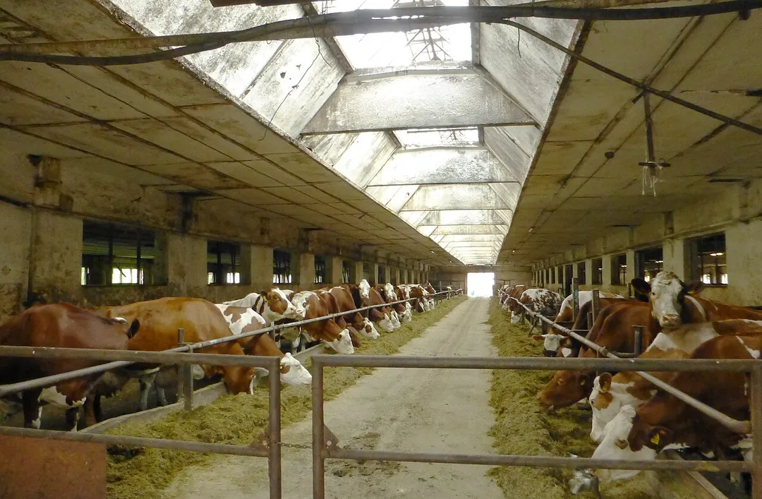Cowshed of farm Agrovex Novoť, Družstvo, Novoť, Námestovo district, Slovakia.