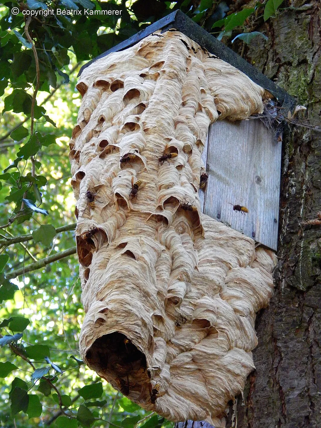 Exceptionally large European hornet nest (Vespa crabro) in a forest near Offenbach an der Queich. The structure engulfs an entire bird box, forming a massively expanded, multilayered paper nest of remarkable size.
