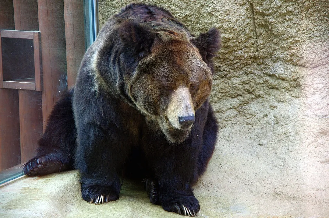 Oji zoo, Kobe, Japan