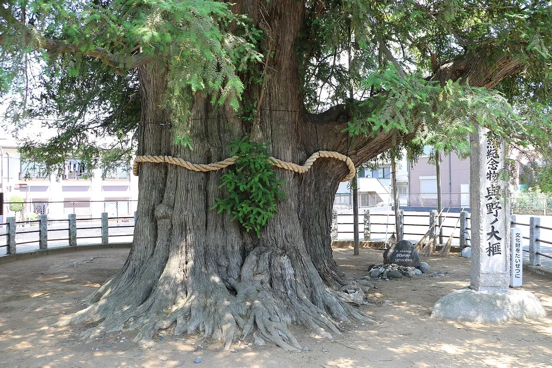 Yono no Okaya Root