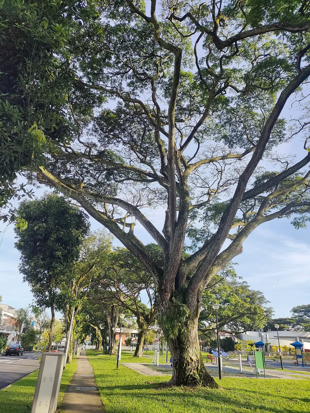 Rain trees are a common feature in the Singapore cityscape. This one is somewhere in Faber estate.