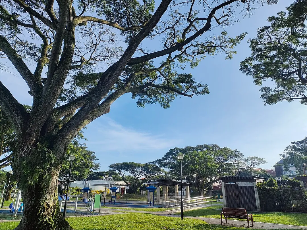 Rain trees are a common feature in the Singapore cityscape. This one is somewhere in Faber estate.