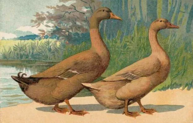 de:Orpingtonenten: Erpel (li.) und Ente (re.)Farblithographie, 1890, 10x14 cm