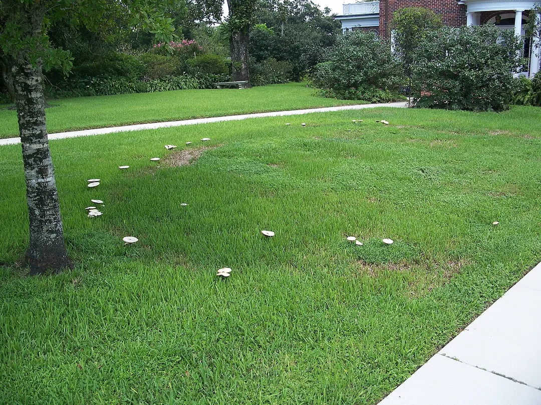 Fairy ring outside the Wheeler-Evans house, in Oviedo, Florida